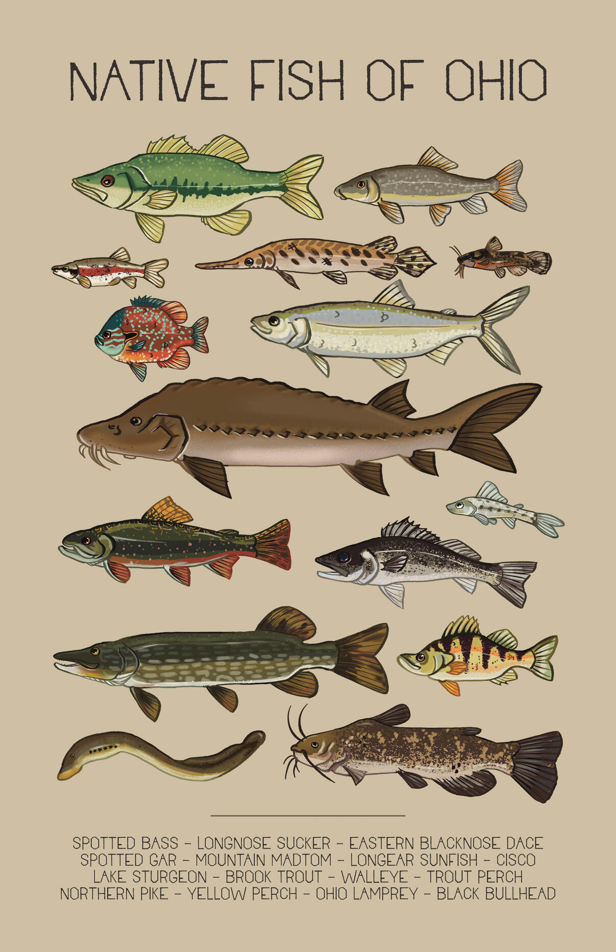 a poster showing 15 native fish species of Ohio